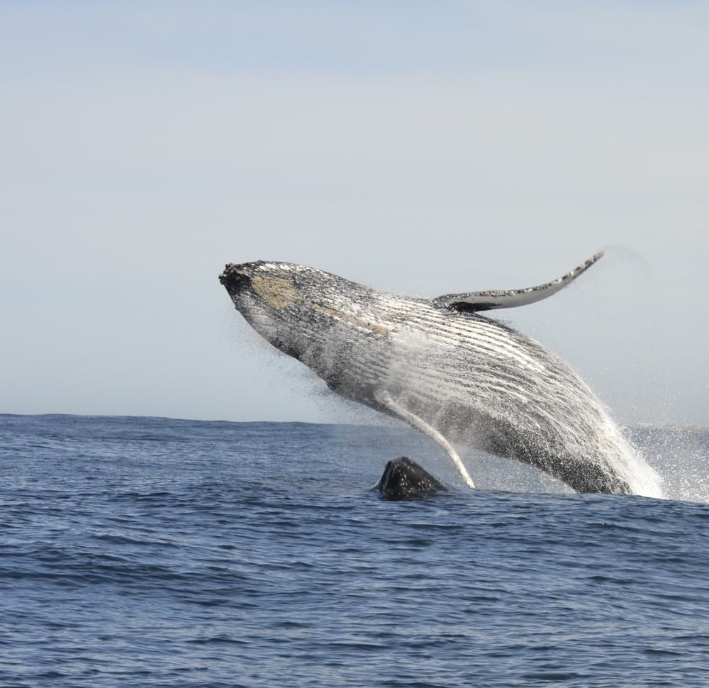 Humpback whale breaching off St Francis Bay