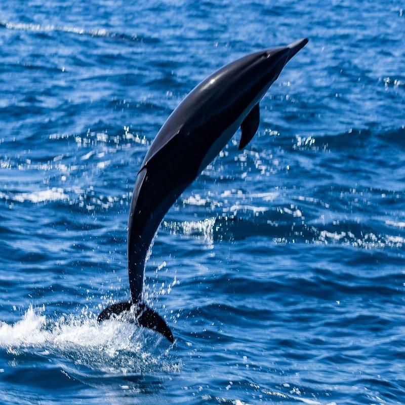 Dolphin leaping out of the water