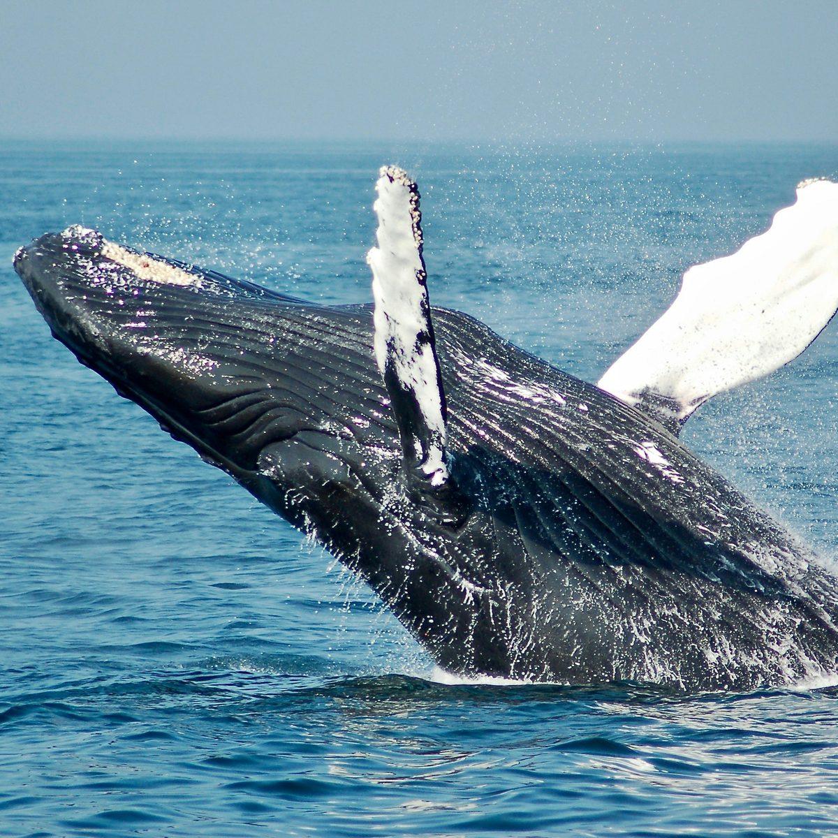 Humpback whale breaching